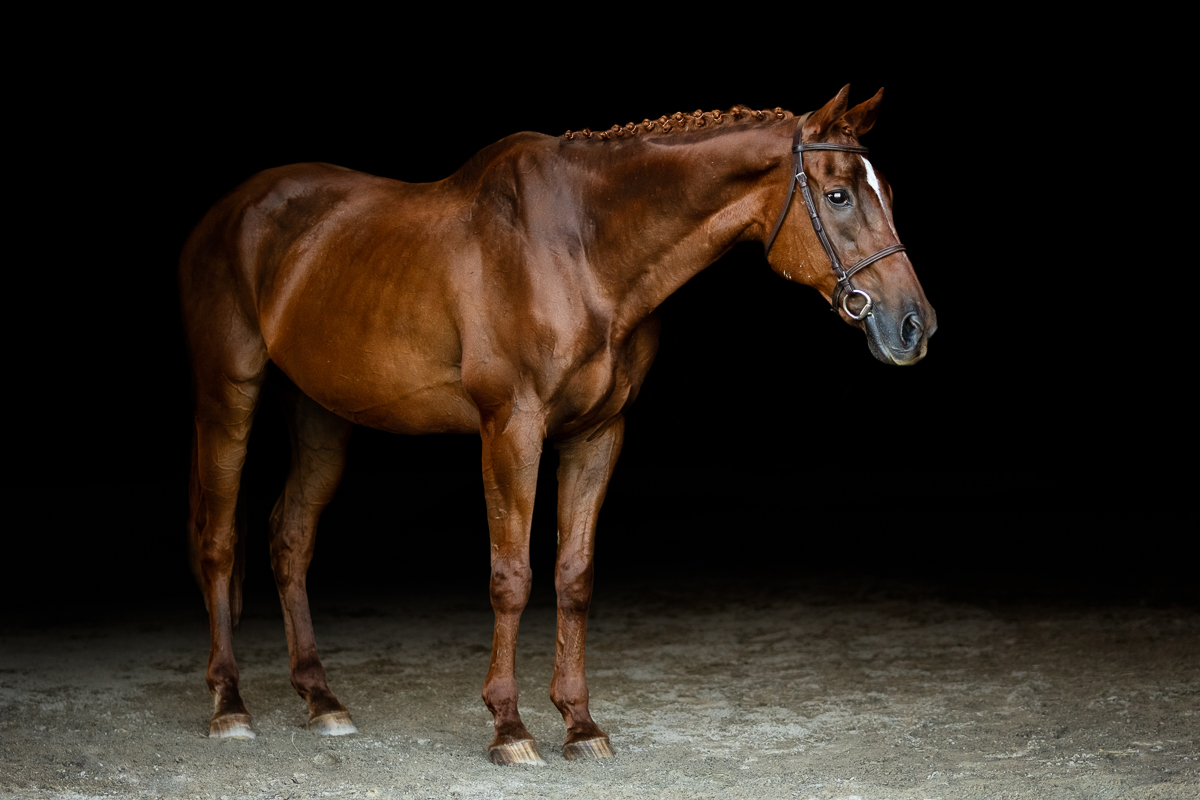 YHS Special - Black Background Portraits - Image 4