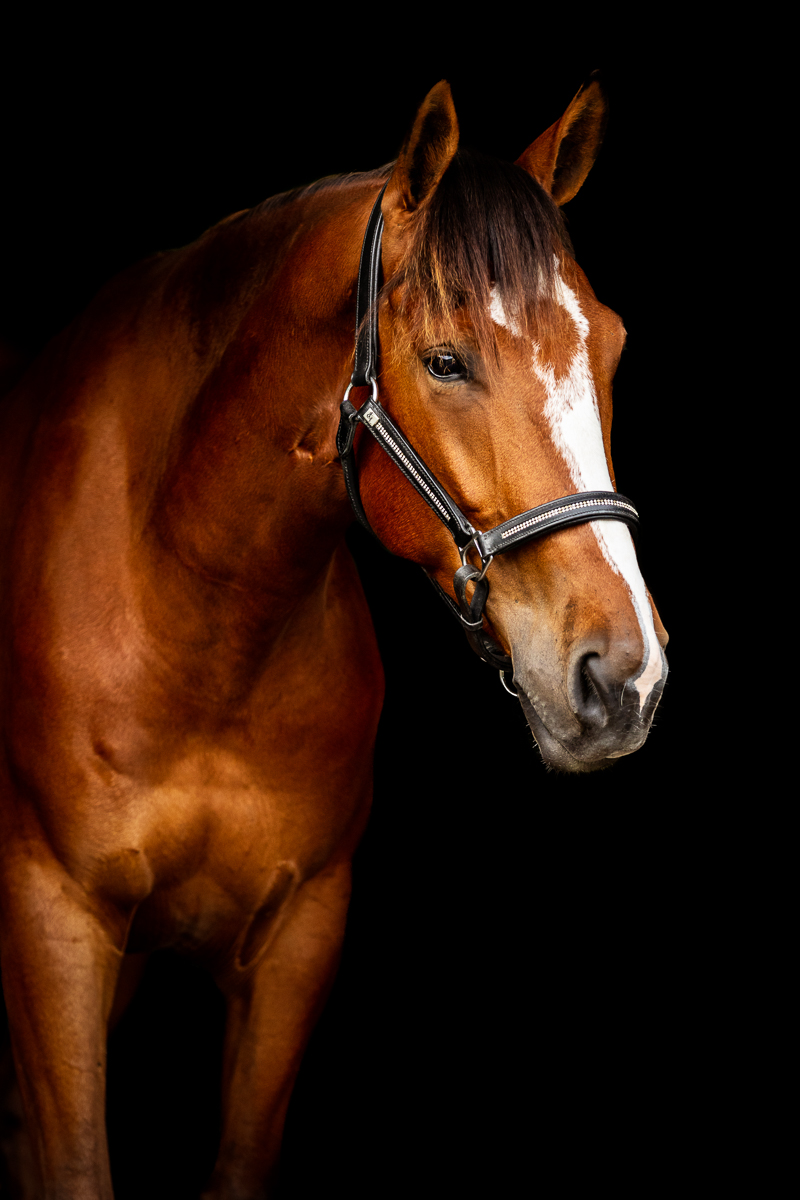 YHS Special - Black Background Portraits - Image 2