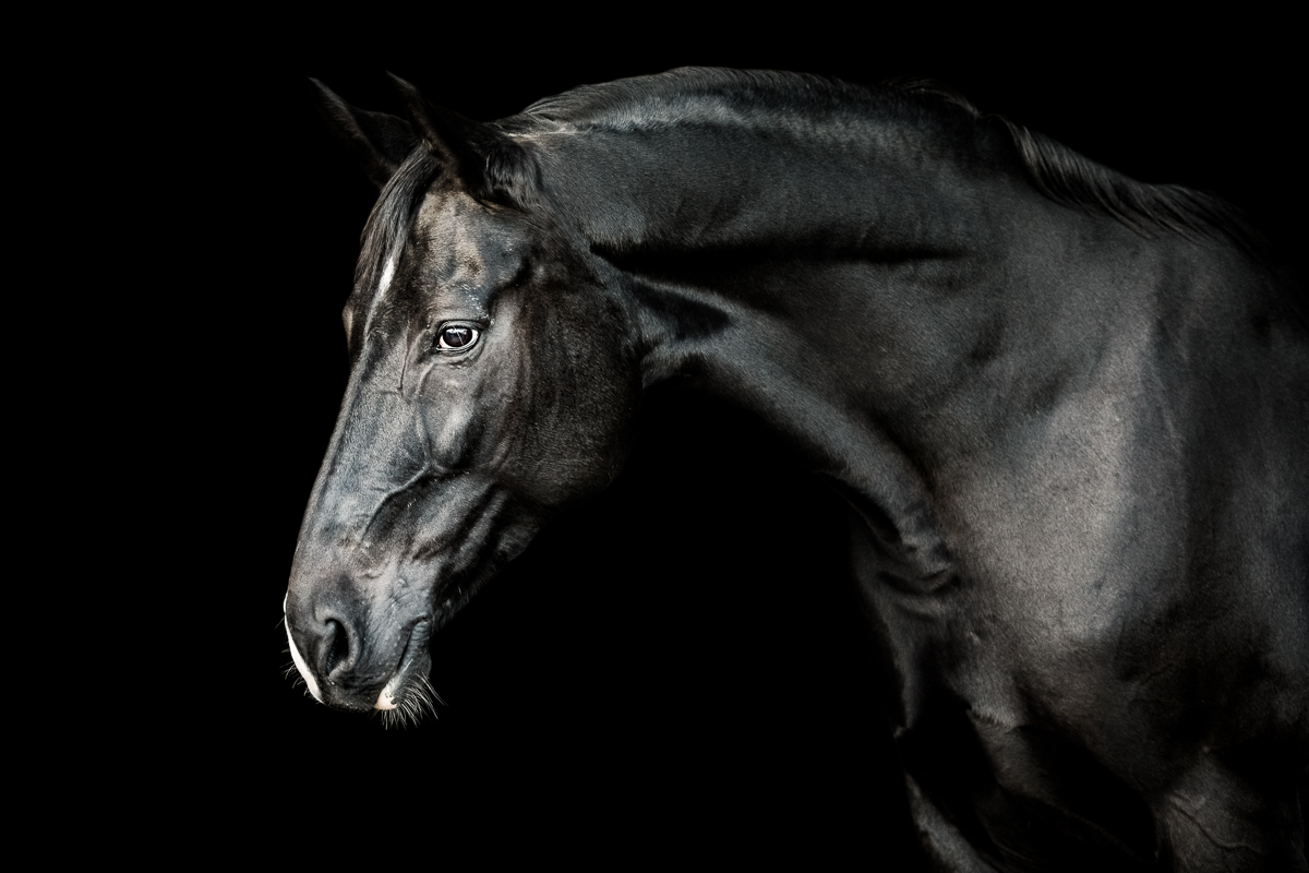 YHS Special - Black Background Portraits - Image 3