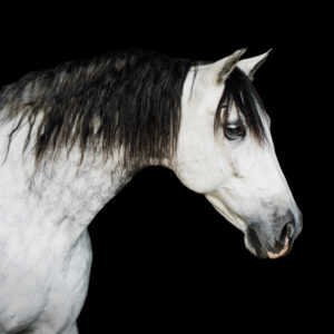 YHS Special - Black Background Portraits