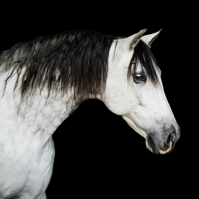 YHS Special - Black Background Portraits