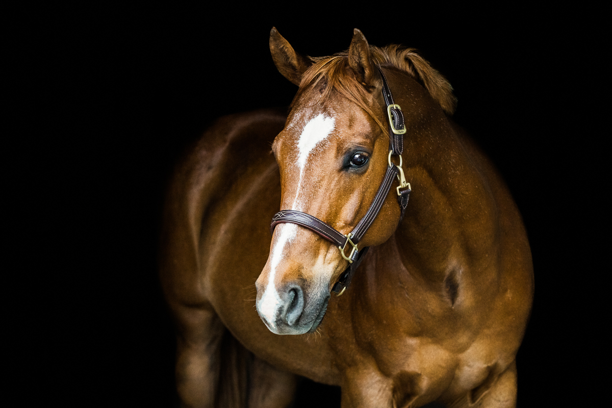 YHS Special - Black Background Portraits - Image 5