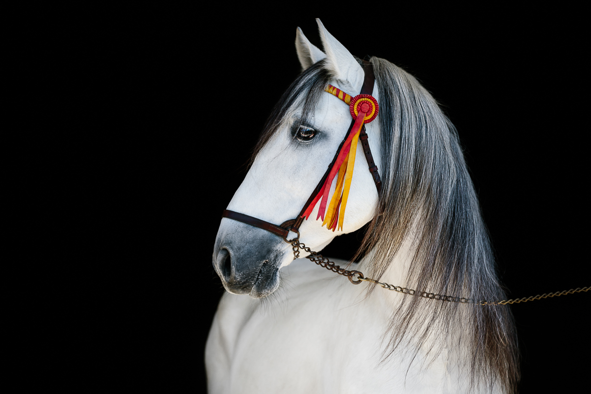 YHS Special - Black Background Portraits - Image 6