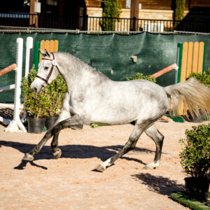 YHS Special - Social Media Images Finals Only