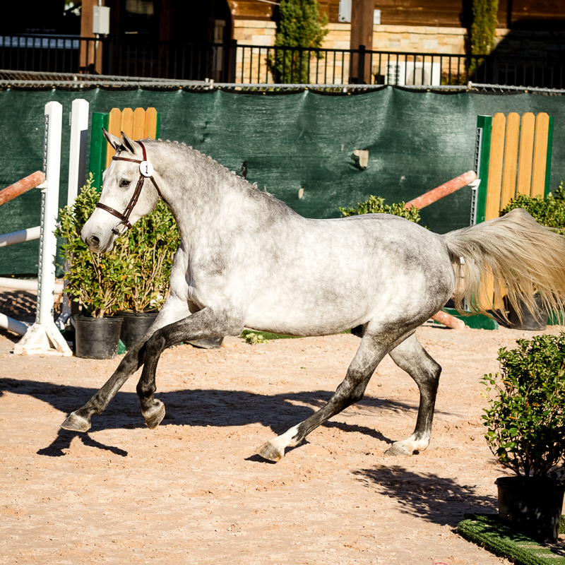 YHS Special - Social Media Images Finals Only