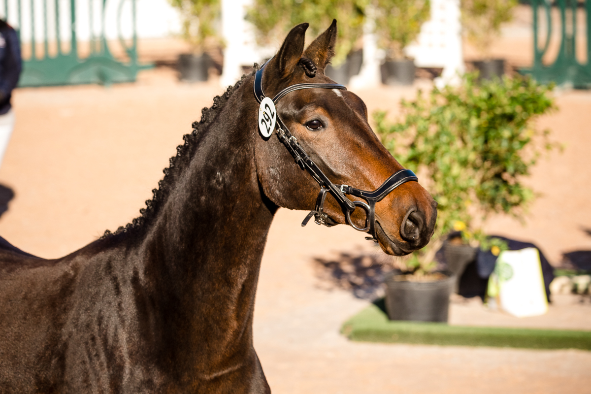 YHS Special - High Resolution Images Finals Only - Image 4