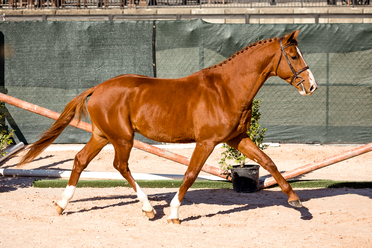 YHS Special - Social Media Images Finals Only - Image 2