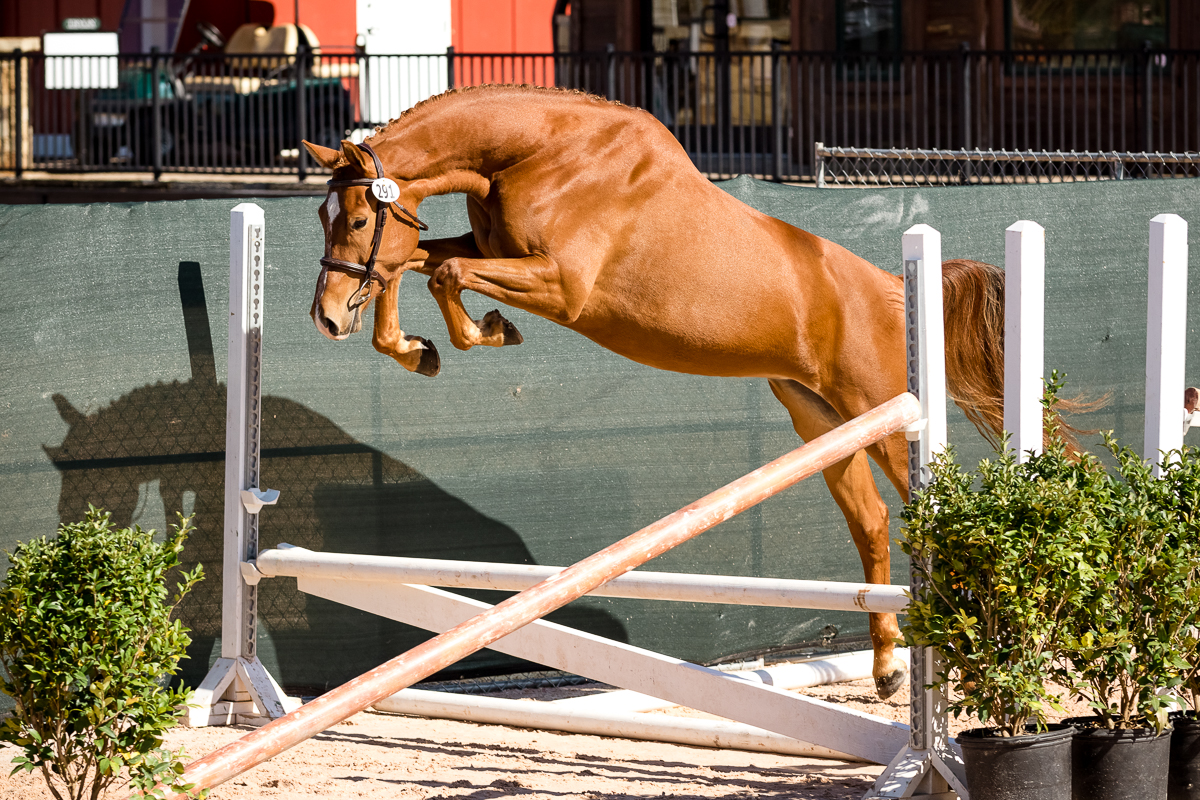 YHS Special - Social Media Images Finals Only - Image 6