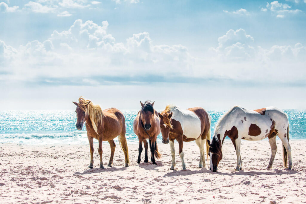 wild horses on beach, assateague island, maryland, horse picture, art print